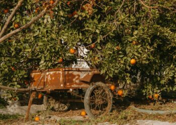 A Rusty Metal Carriage Under an Orange Tree