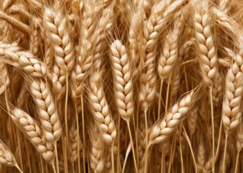 Türkiye’nin Buğday Hamlesi: Küresel Piyasalar İçin Yeni Bir Dönem