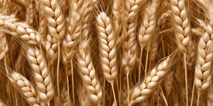 Türkiye’nin Buğday Hamlesi: Küresel Piyasalar İçin Yeni Bir Dönem